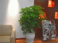 Lợi ích của cây xanh trong văn phòng